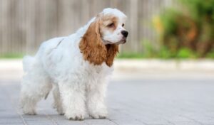 Подходит ли корм Грандорф для стерилизованных собак?