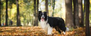 Истории из жизни. Как корм для собак Grandorf улучшил жизнь питомцев
